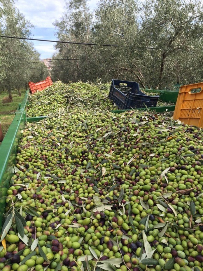 selezione olive locali