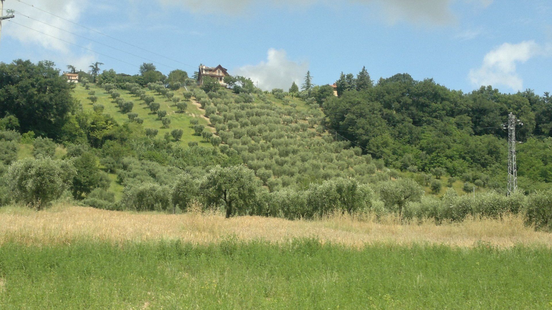 coltivazione olivi