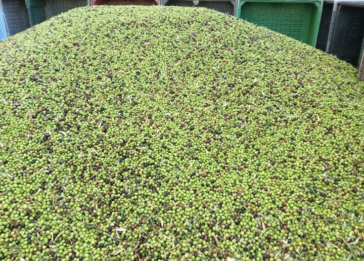 olive del territorio