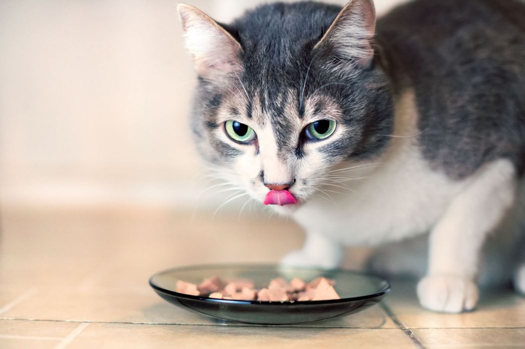 Cibo per gatti