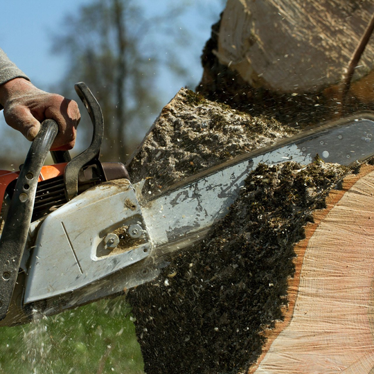 Tree services - Tree removal in Fort Myers, FL