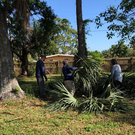 Tree services - Palm tree trimming in Fort Myers, FL