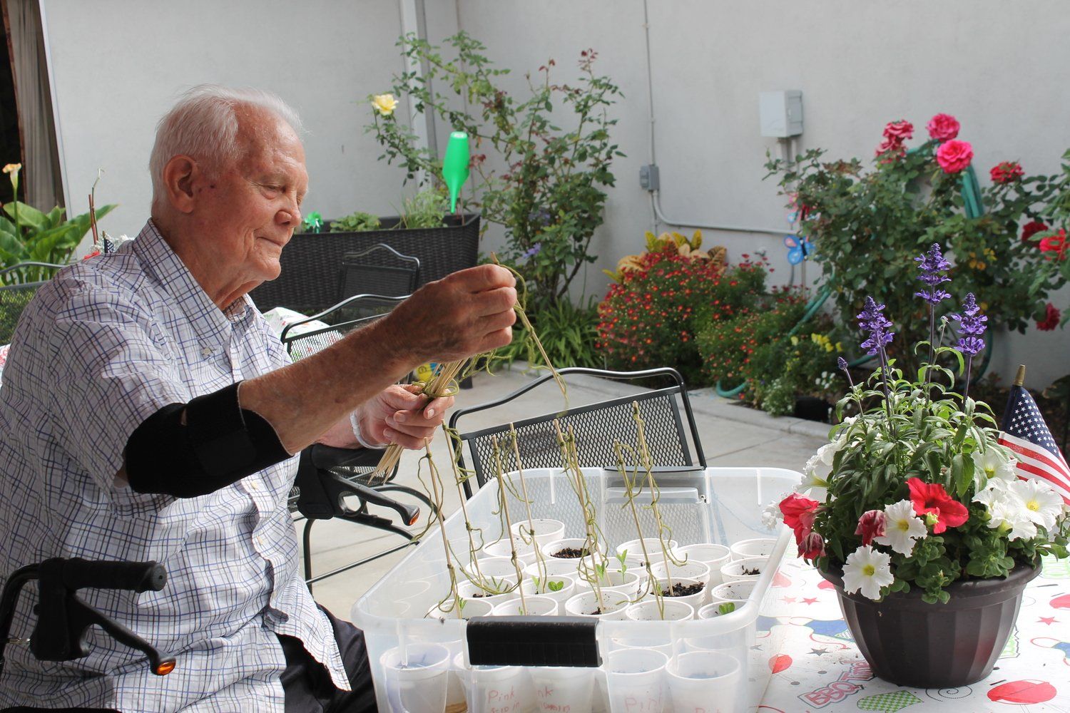 Elderly man in a wheelchair gardening outside; tending to seedlings in small pots.