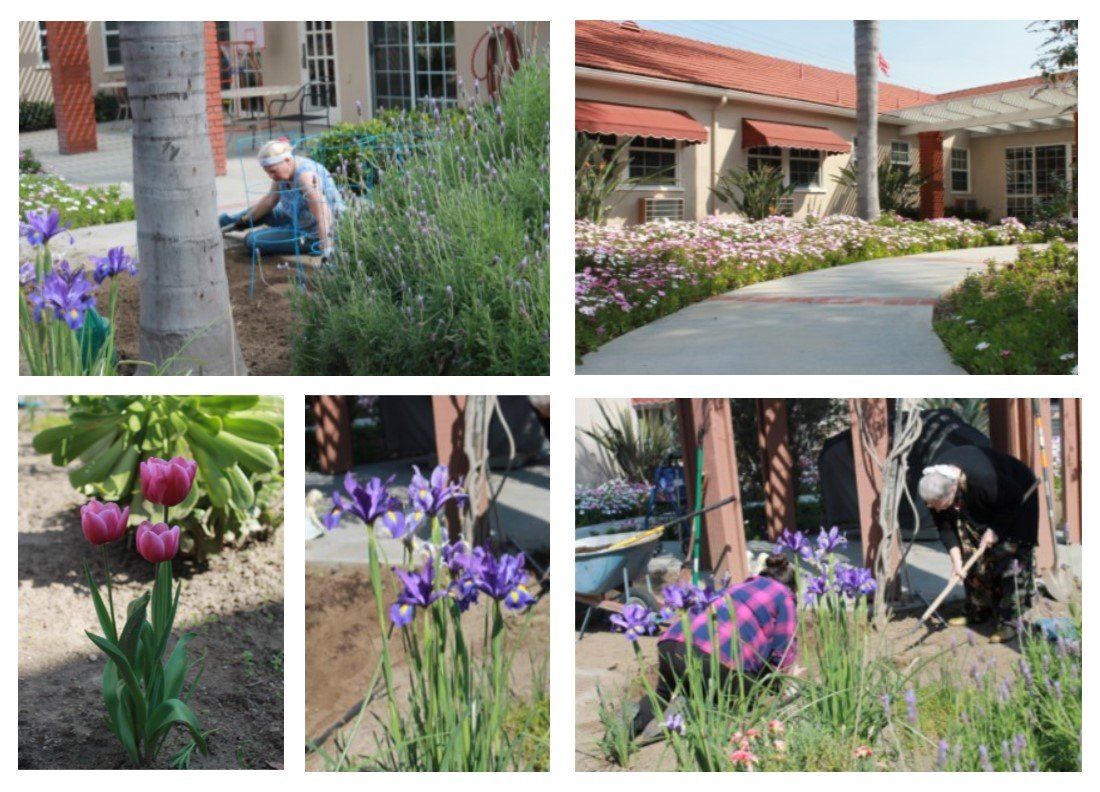 Gardener tending flower beds with purple irises and tulips. Exterior shot near a building.