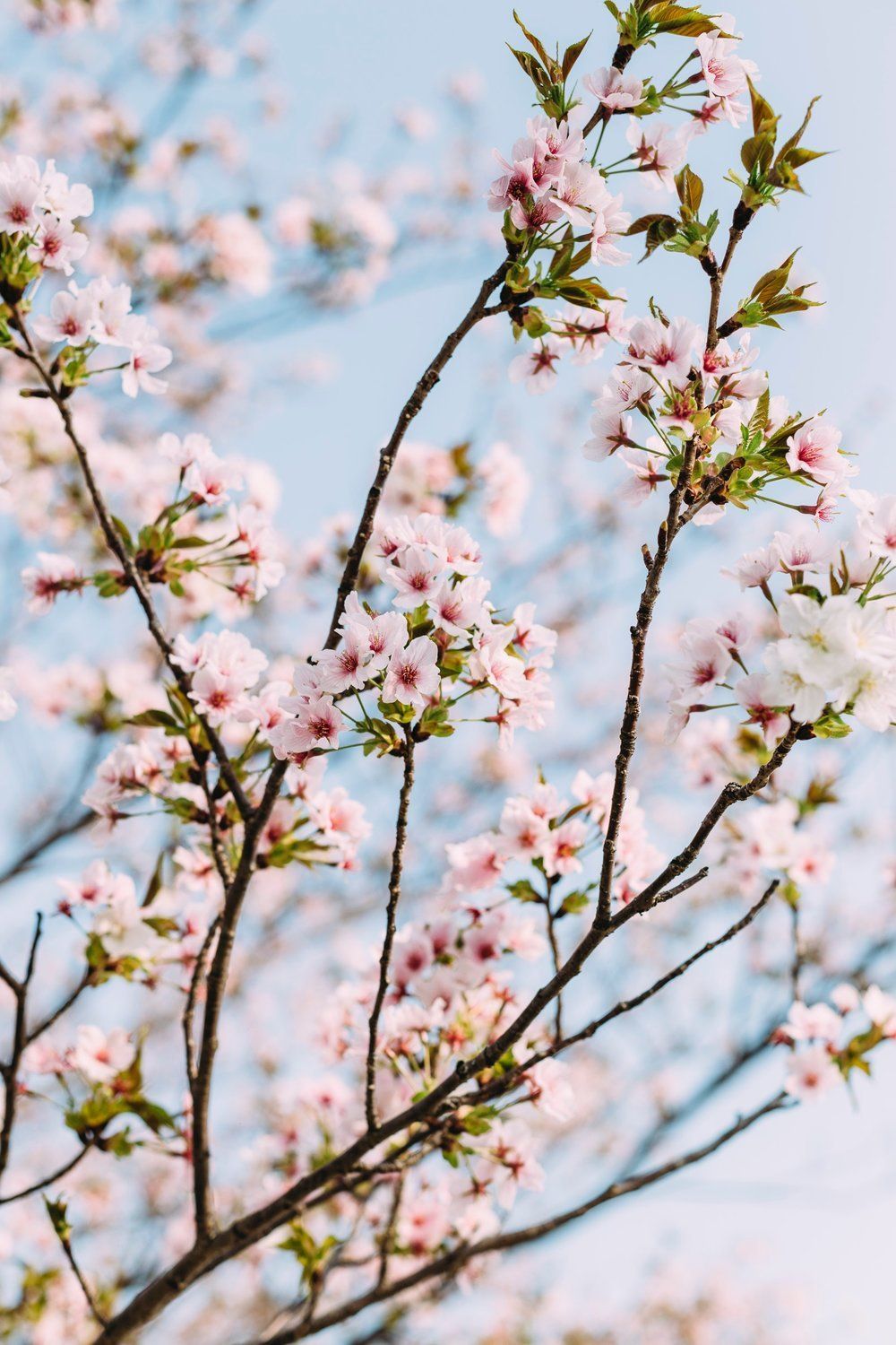 A close up of a cherry blossom tree with pink flowers against a blue sky.