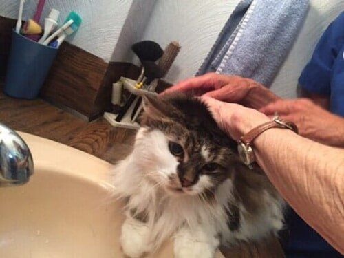 Brushing a cat — Pet Care in North Shore, MA