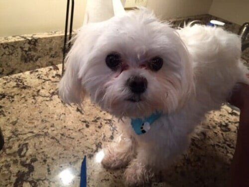 Cute dog — Pet Care in North Shore, MA