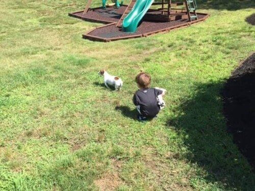 Playing with a dog in the playground — Pet Care in North Shore, MA