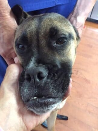 Holding a dog — Pet Care in North Shore, MA
