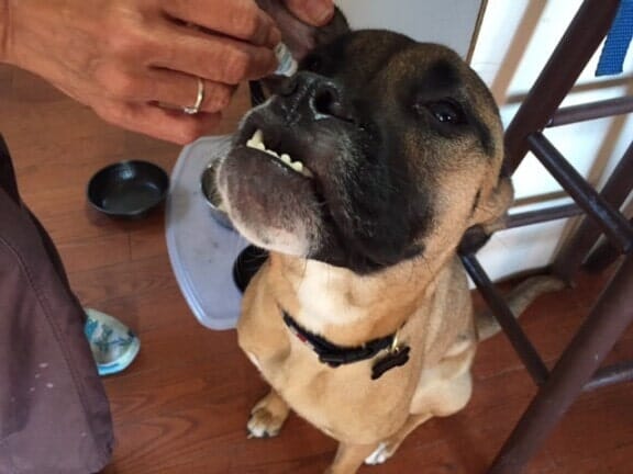 Medicating a dog — Pet Care in North Shore, MA