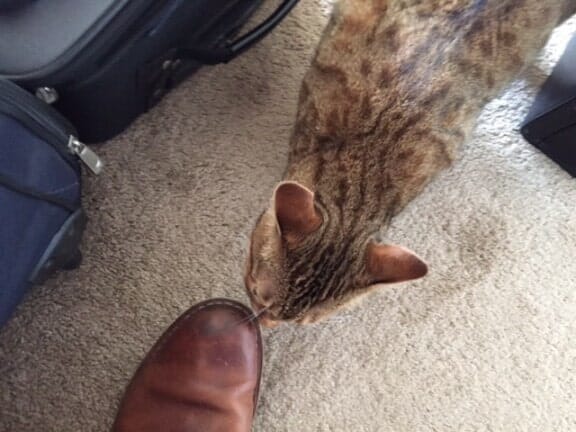 Cat sniffing a show — Pet Care in North Shore, MA