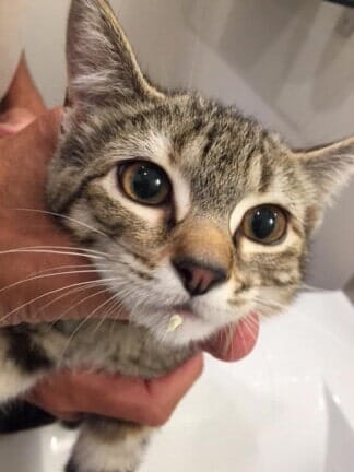Holding a cat — Pet Care in North Shore, MA
