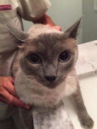 Cat with spots — Pet Care in North Shore, MA
