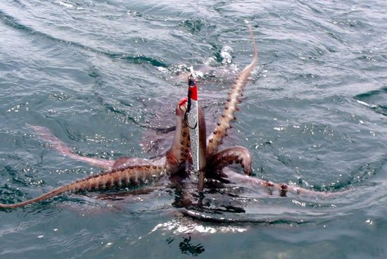 articoli per la pesca