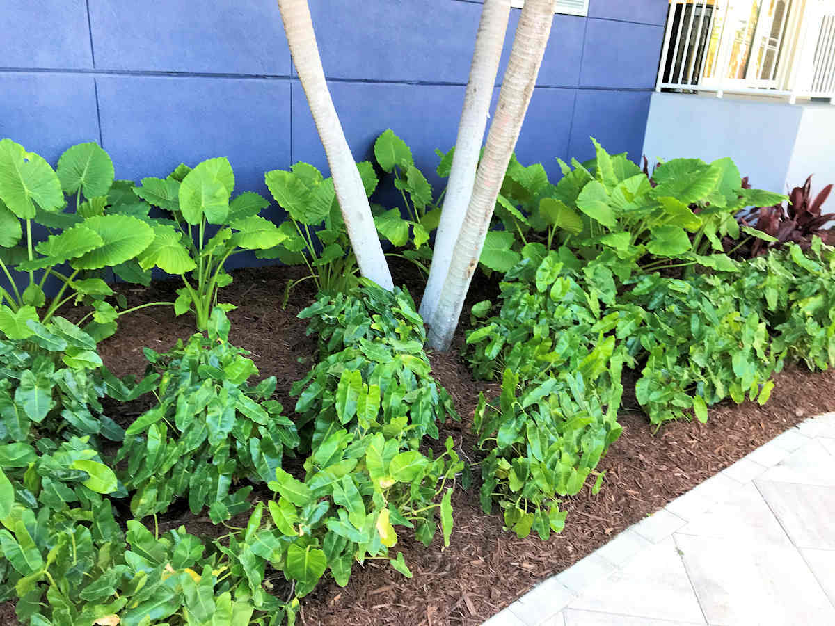 Green plants and mulch bed border a building with a blue wall and a light-colored tree.