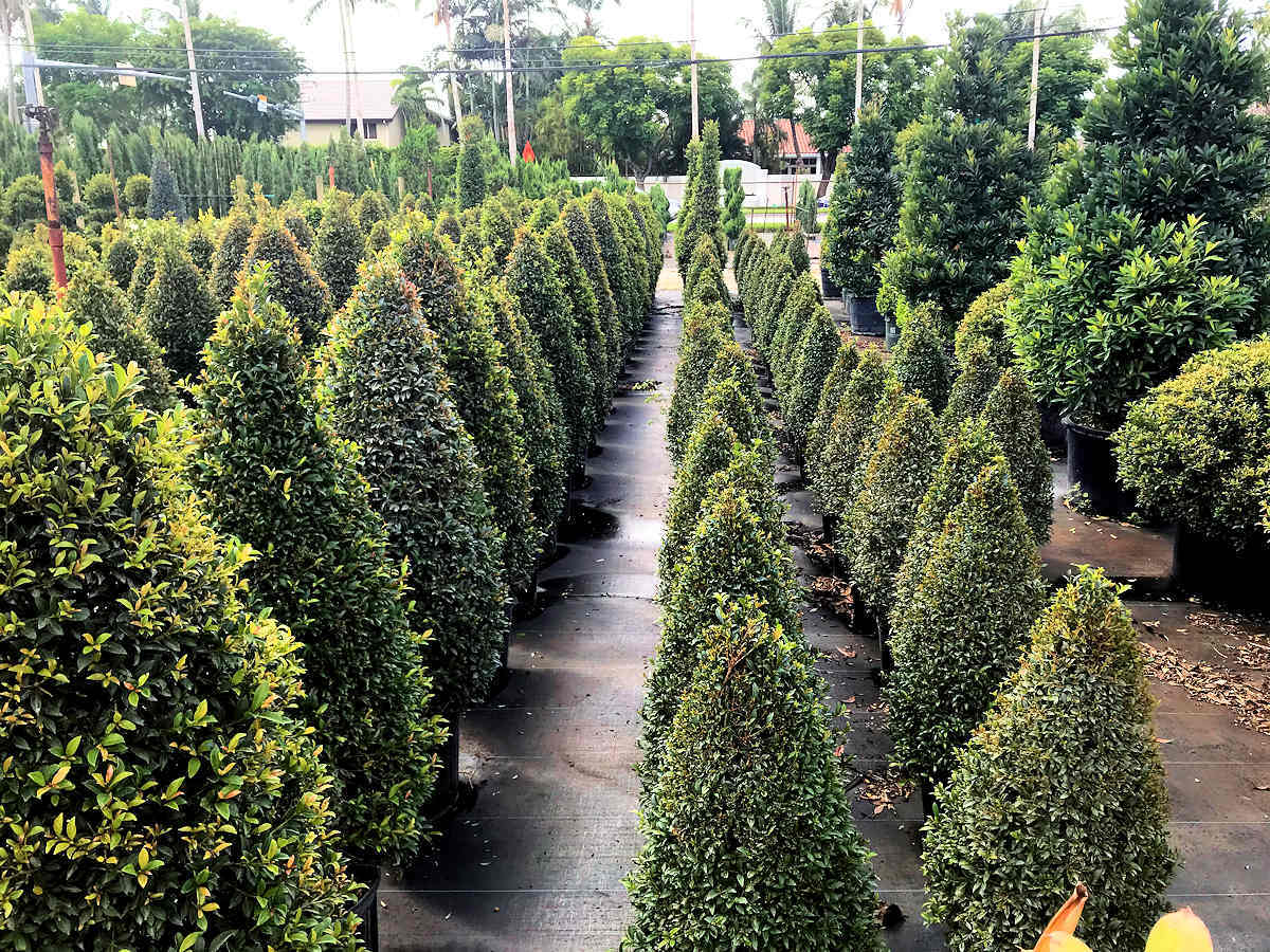 Rows of potted, conical evergreen trees in a nursery setting with lush green foliage.