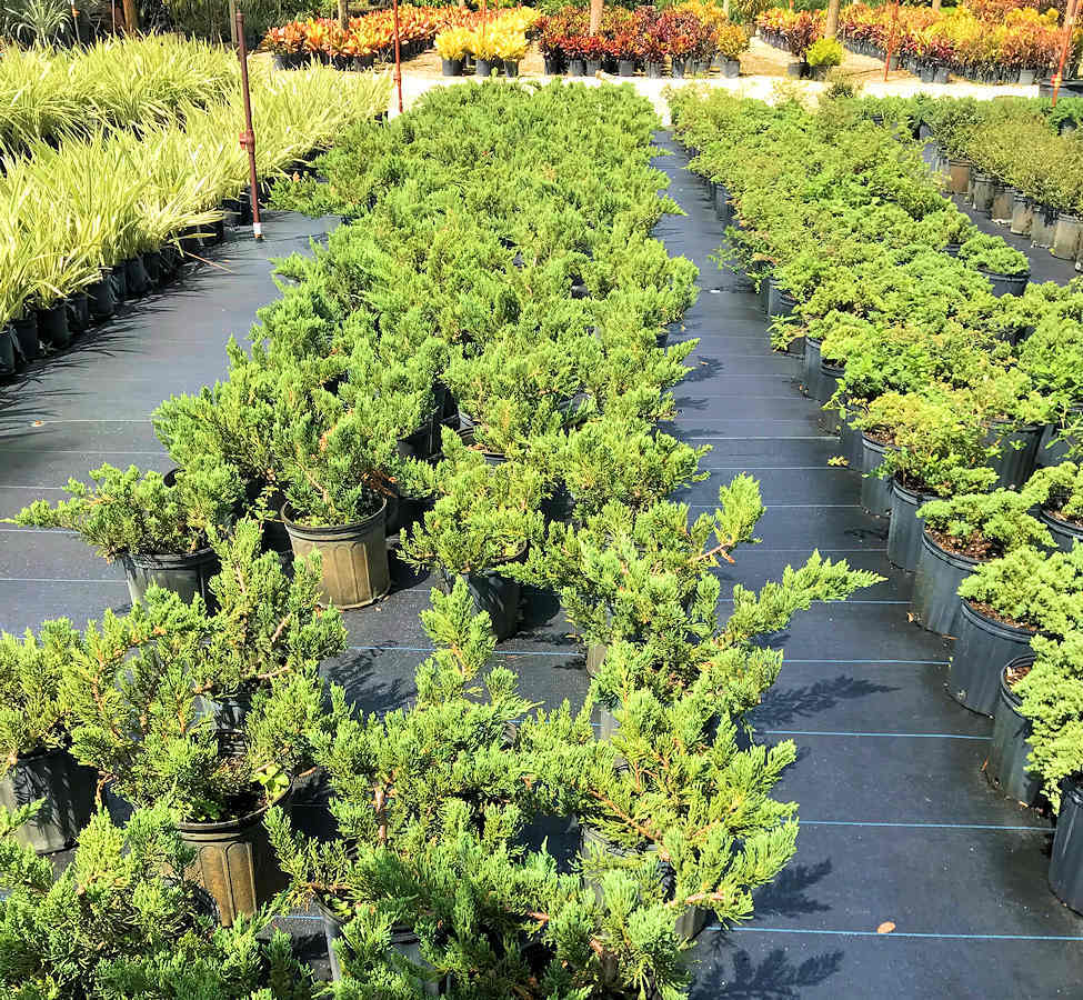 Rows of green juniper shrubs in black pots on black landscape fabric at a nursery.