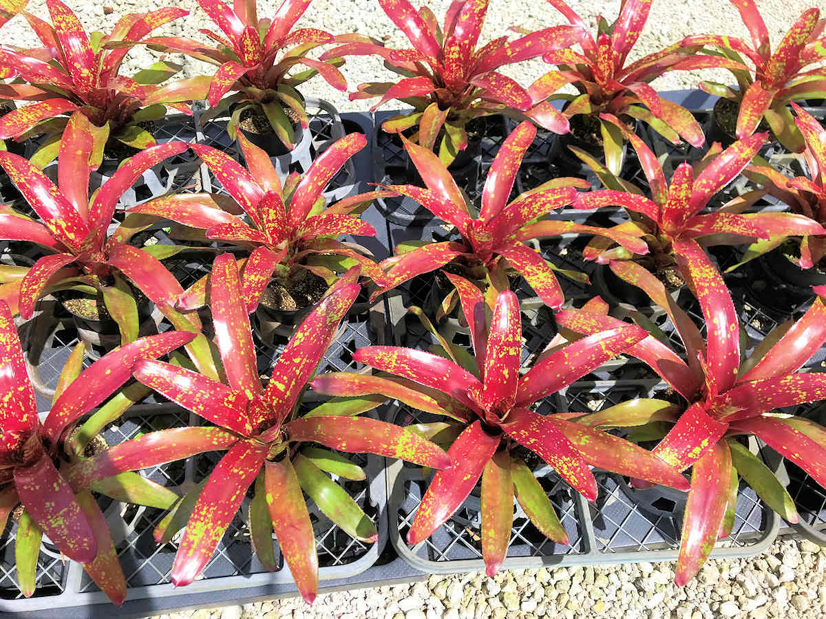 Rows of red and green bromeliads with yellow speckles in black trays.
