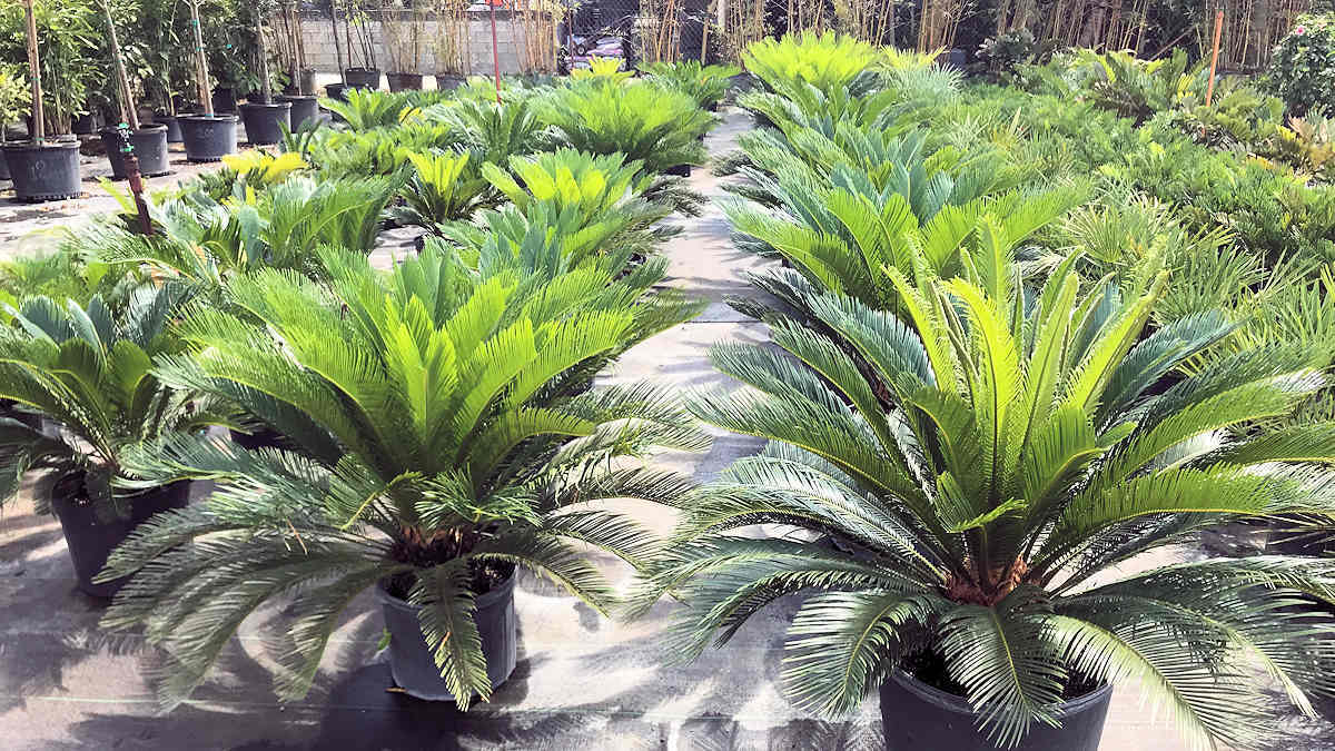Rows of potted Sago palms with bright green fronds in a plant nursery.