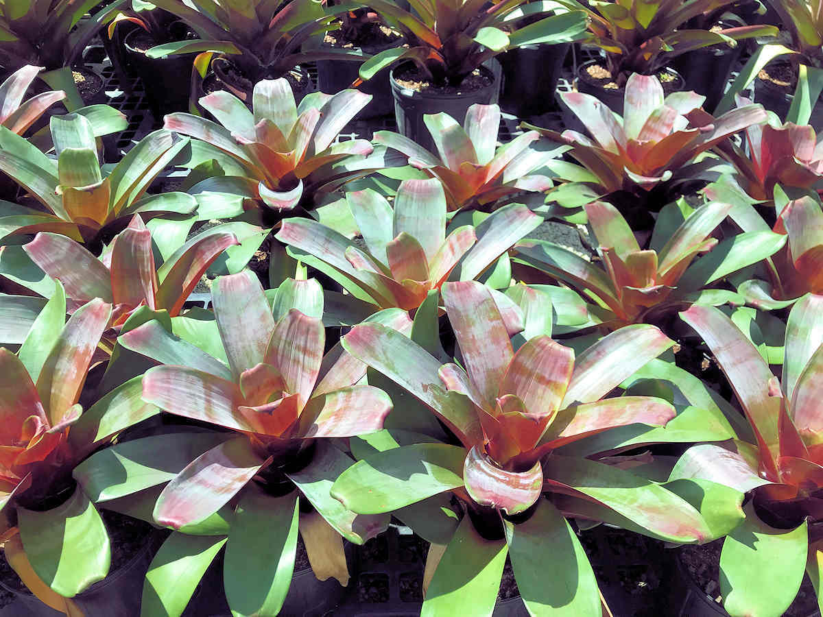 Bromeliad plants with green and reddish leaves arranged in pots.