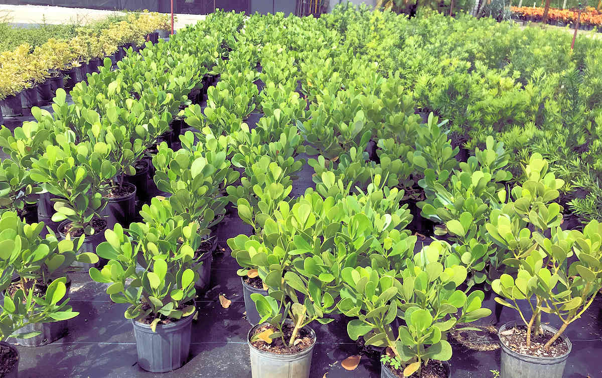 Rows of potted green plants at a plant nursery, with a partially visible building in the background.
