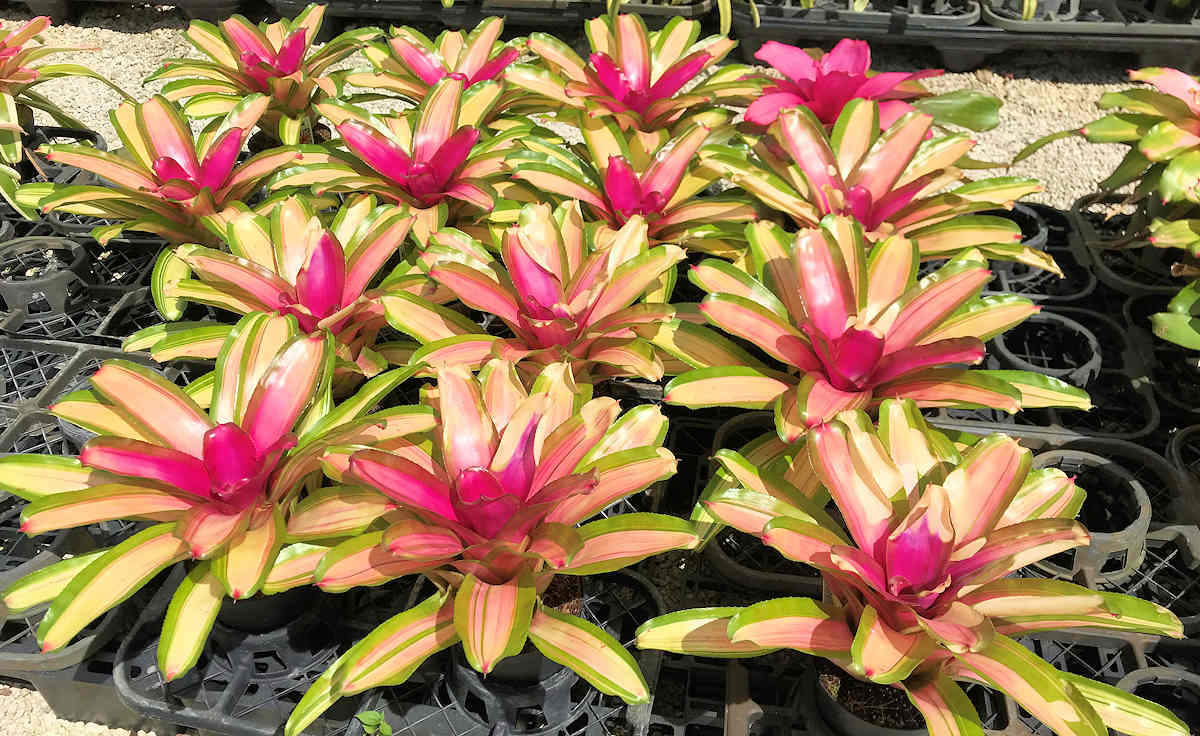 Rows of bromeliad plants with pink and green foliage.