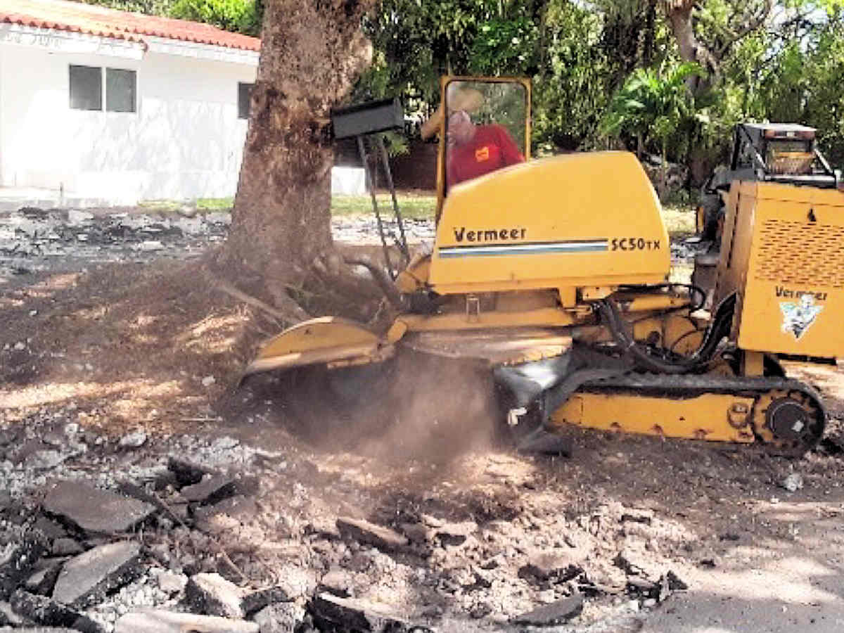 Tree Stump Removal by Ground Experts in Miami-Dade and Broward Counties in South Florida
