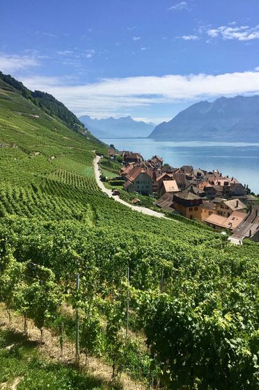 paysage de vignes sur bord de lac et village
