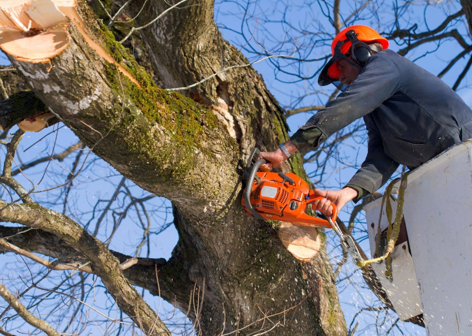 tree trimming El Paso job being performed by one of our arborists