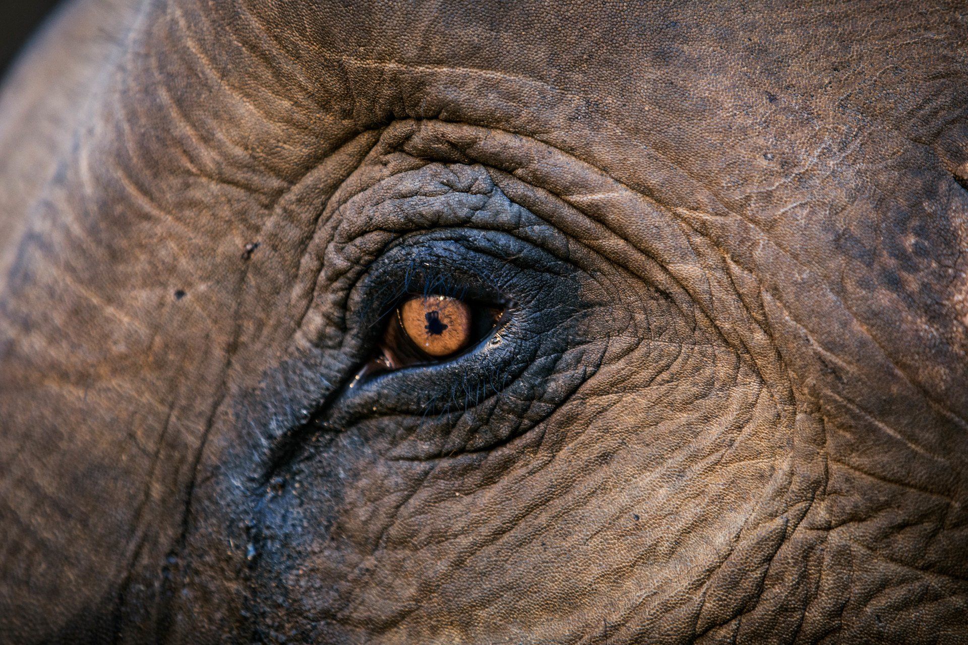 A close up of an elephant 's eye with a brown pupil.