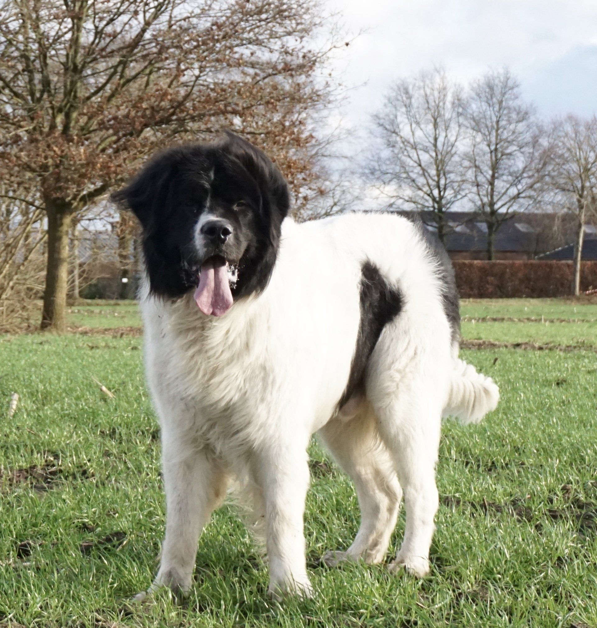 Een grote Landseer Newfoundlander staat in een grasveld met zijn tong uit zijn bek.