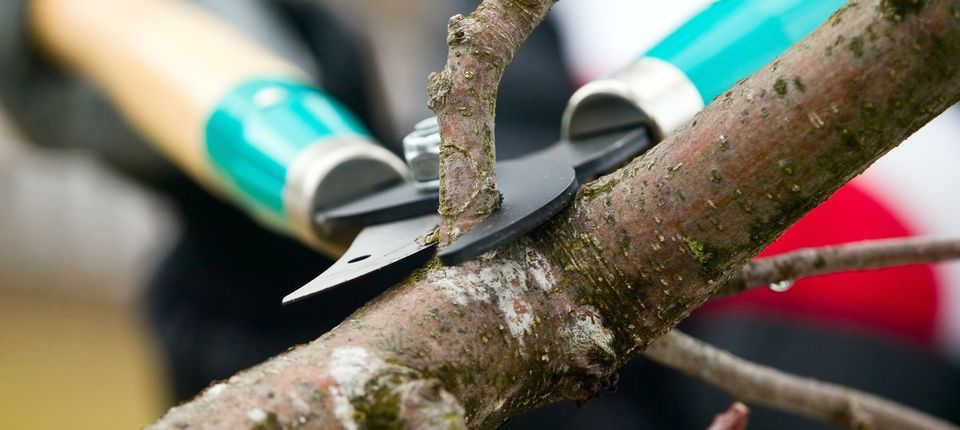 tree care