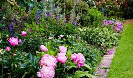 garden flowers