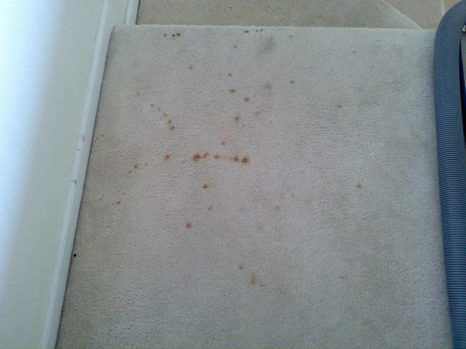 STAINED CARPET — CHESAPEAKE, VA — ATLANTIC CARPET CARE, INC.