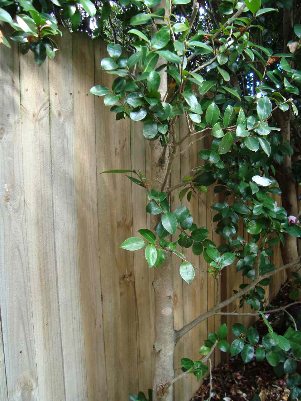 wooden fence