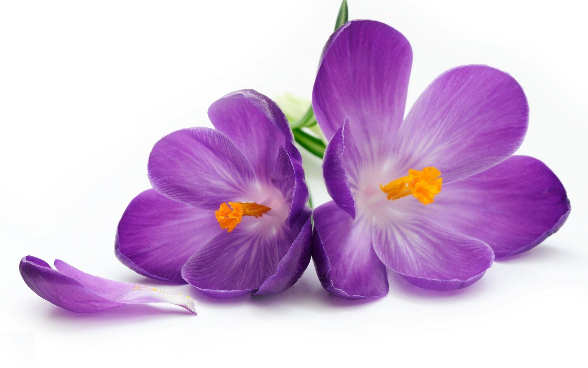 Violet Healing & Recovery Sara Therrien