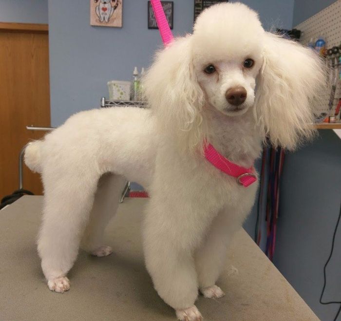 Dog Being Groomed - Lincoln, NE - Four Paws Dog Being Groomed - Lincoln, NE - Four Paws