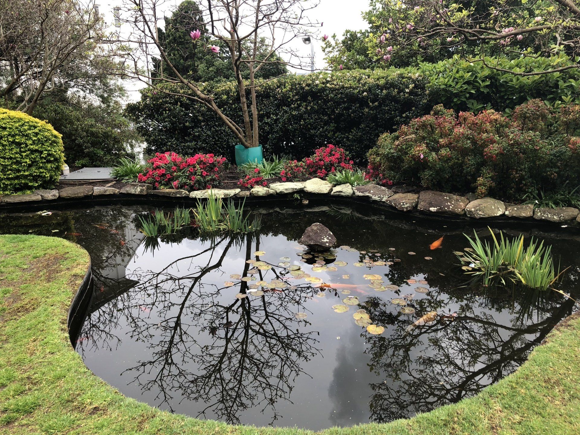 Simple Tips for an Easy Pond Opening 1