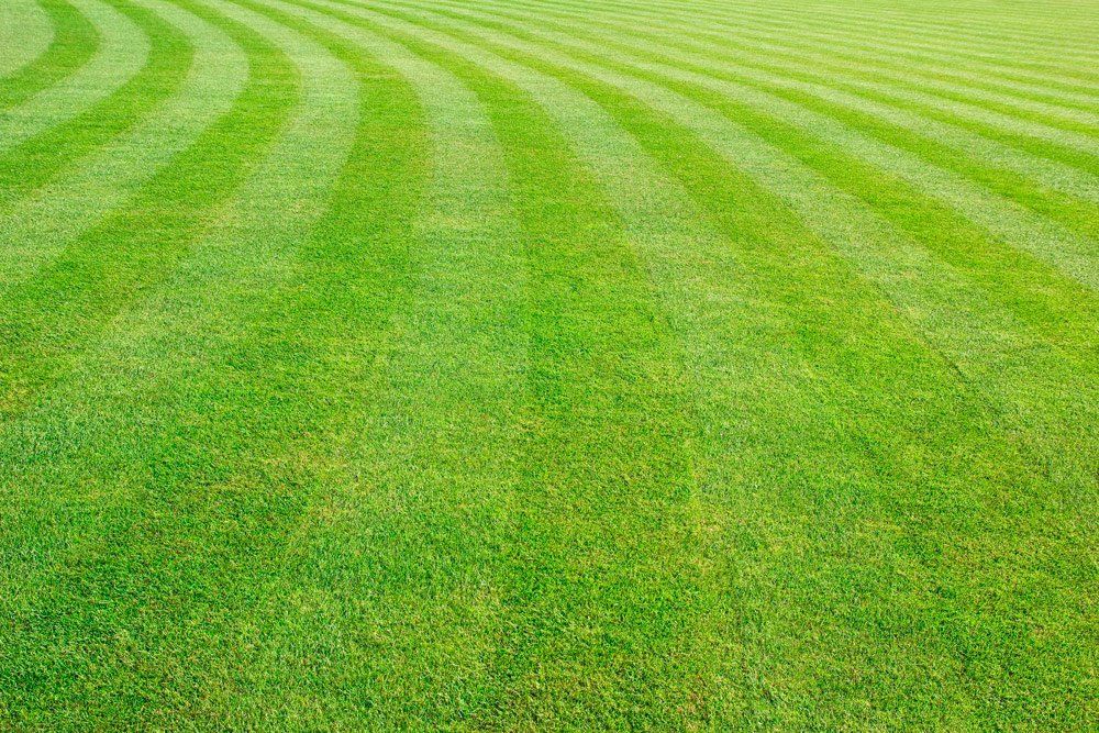 Lawn cutting maintenance