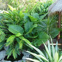healthy plant