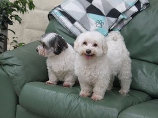 Dog boarding dogs on couch