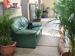 Pet taxi pickup black dog on couch