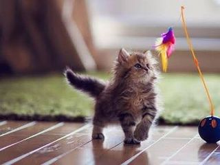 Cat boarding kitten with feather