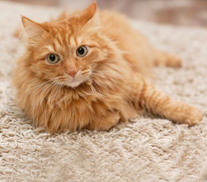 Cat lying down - Blue Cross Veterinary Clinic - Phoenix, AZ