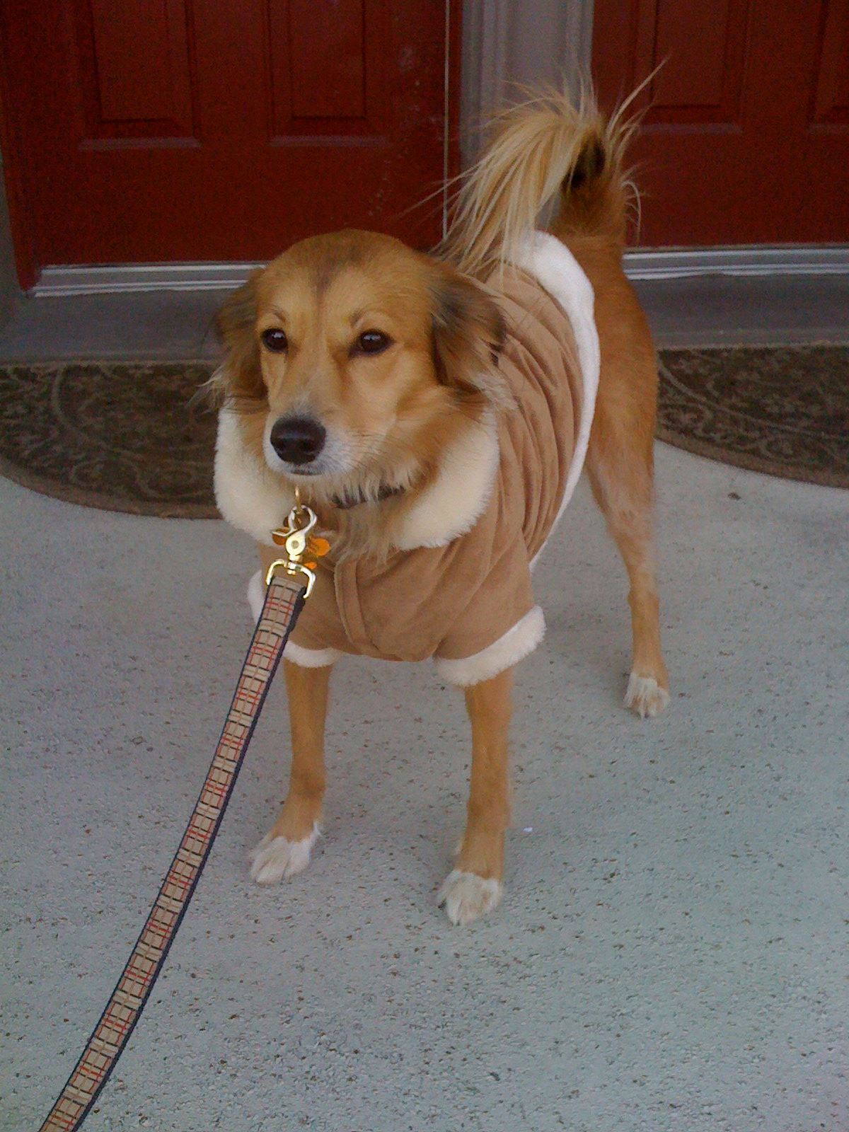 Dog with Winter Clothes — St. Louis, MO — PetImpact! Dog Training