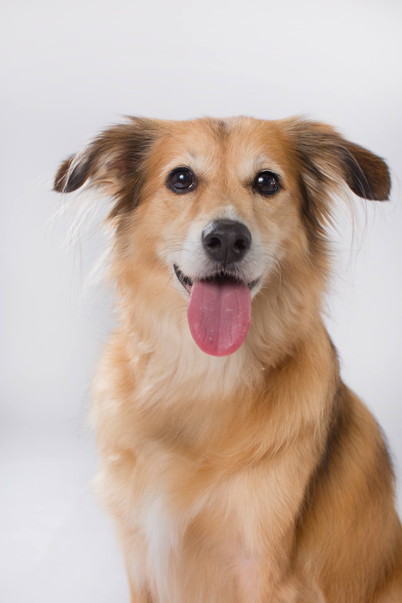 Cute Brown Dog — St. Louis, MO — PetImpact! Dog Training