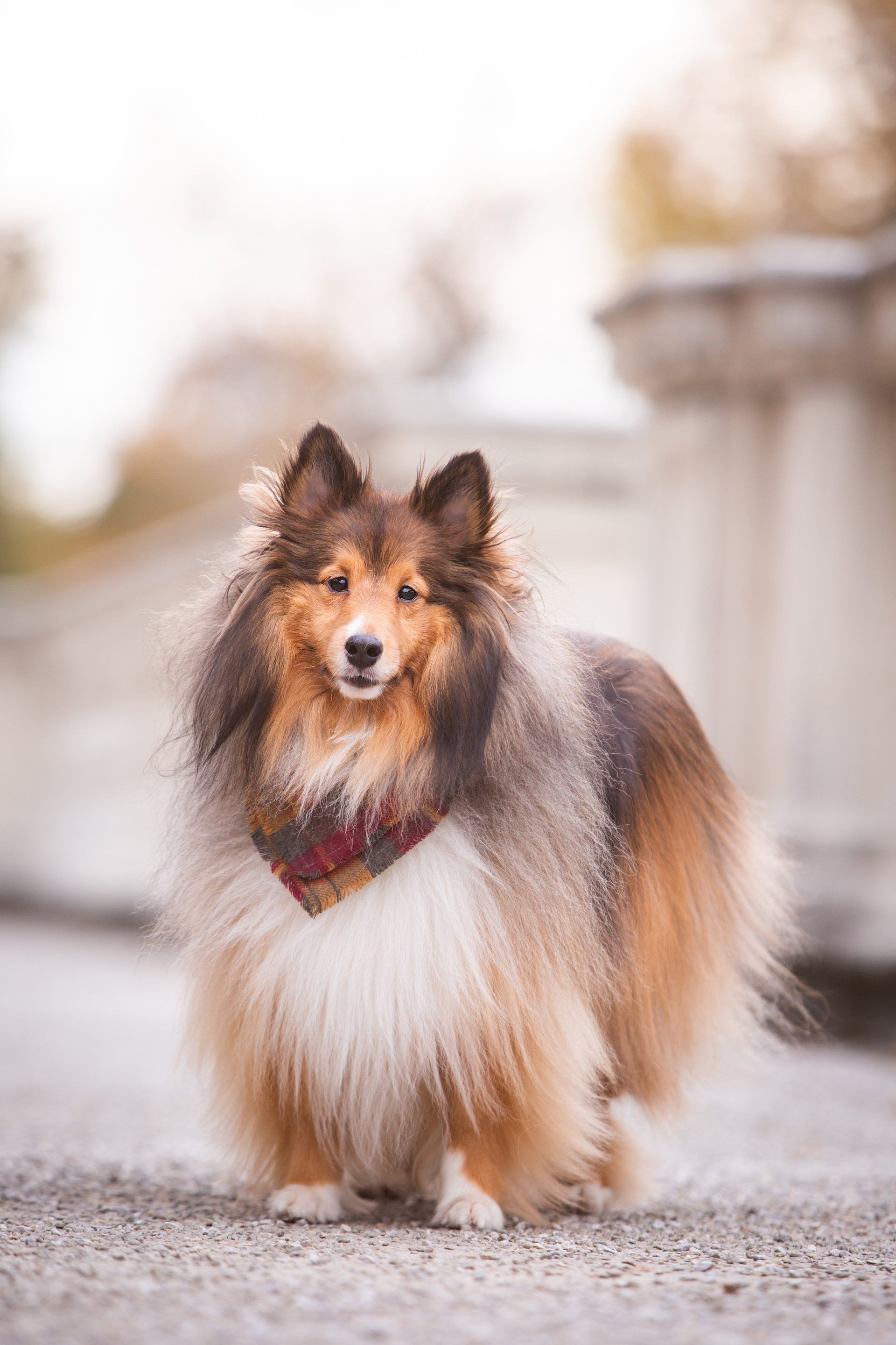 Fluffy sable and white Shetland Sheepdog wearing a bandana, standing on stone steps outdoors.