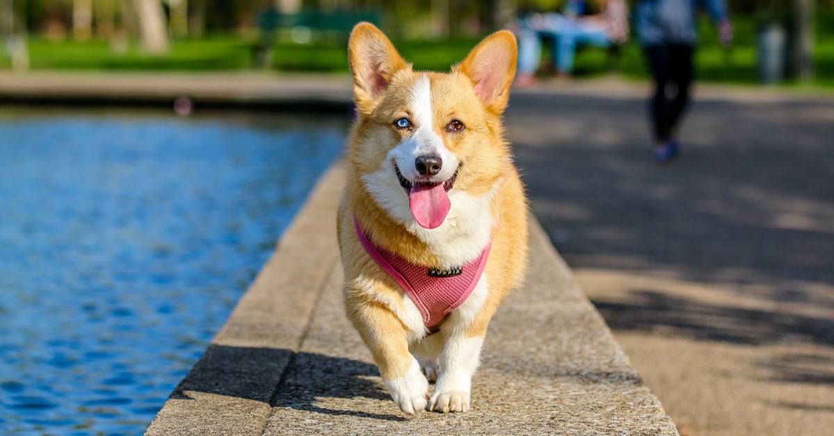 Dog Running Beside the Pool — St. Louis, MO — PetImpact! Dog Training