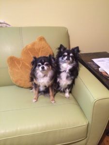 Two long-haired Chihuahuas sitting close together on a light green couch next to an autumn-leaf pillow.