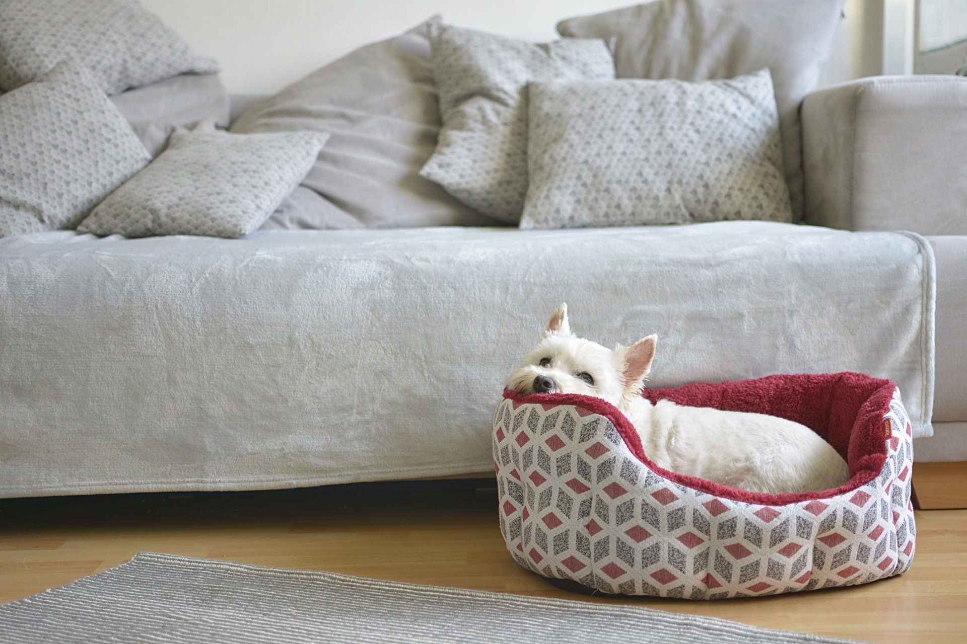 White dog resting in a geometric patterned bed near a light gray couch with matching pillows.